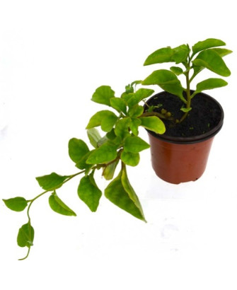 Espinaca anredera