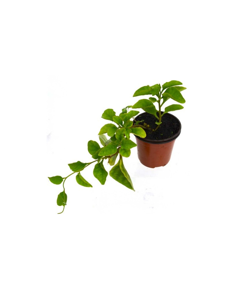 Espinaca anredera