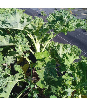 Kale verde