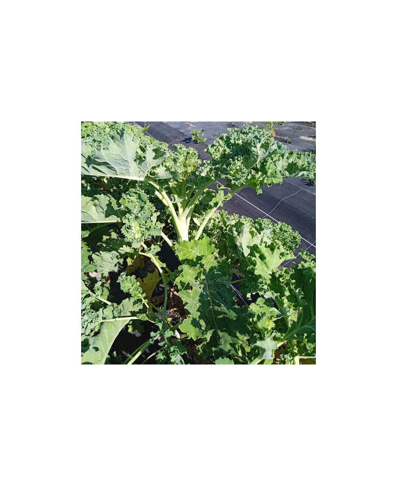 Kale verde