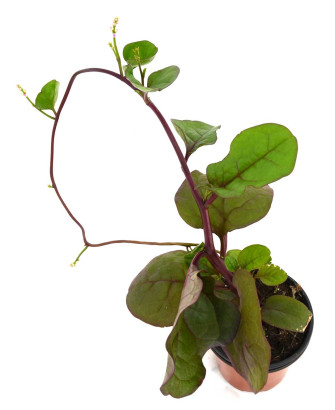 Espinaca basella roja