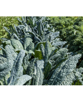 Kale negro