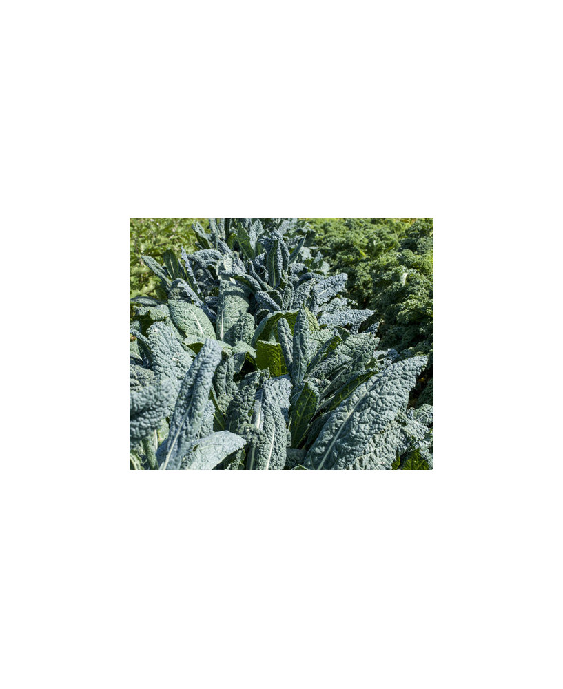 Kale negro