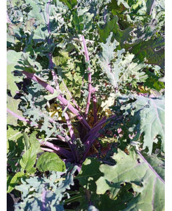 Kale rojo de Rusia