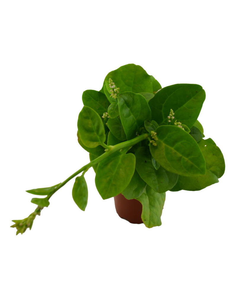 Espinaca enredadera verde