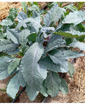 Kale Arco Iris