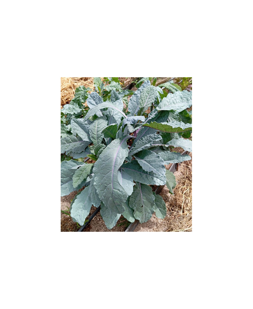 Kale Arco Iris