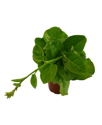 Espinaca enredadera verde