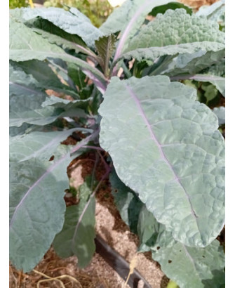 Kale tricolor