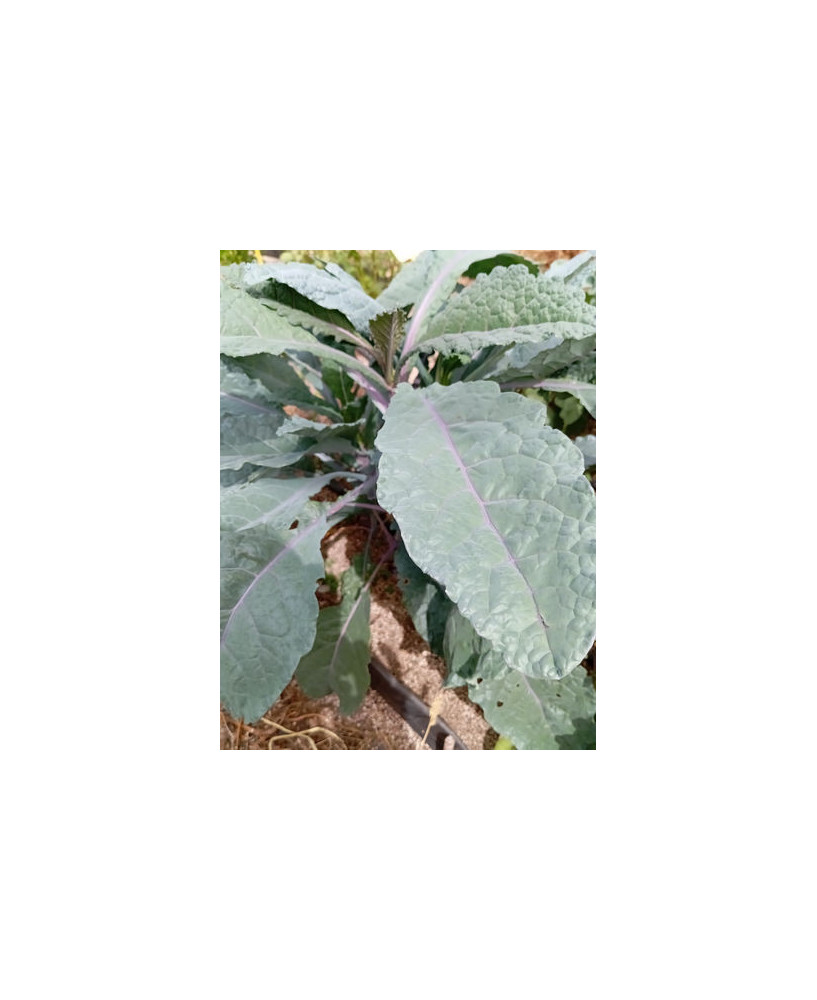 Kale tricolor