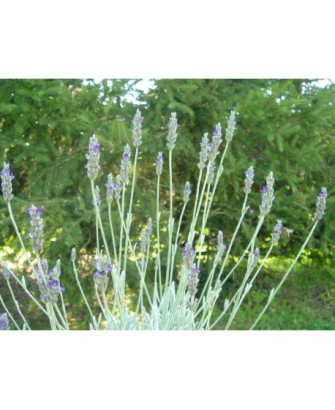 Lavanda / Alhucena de Andalucía