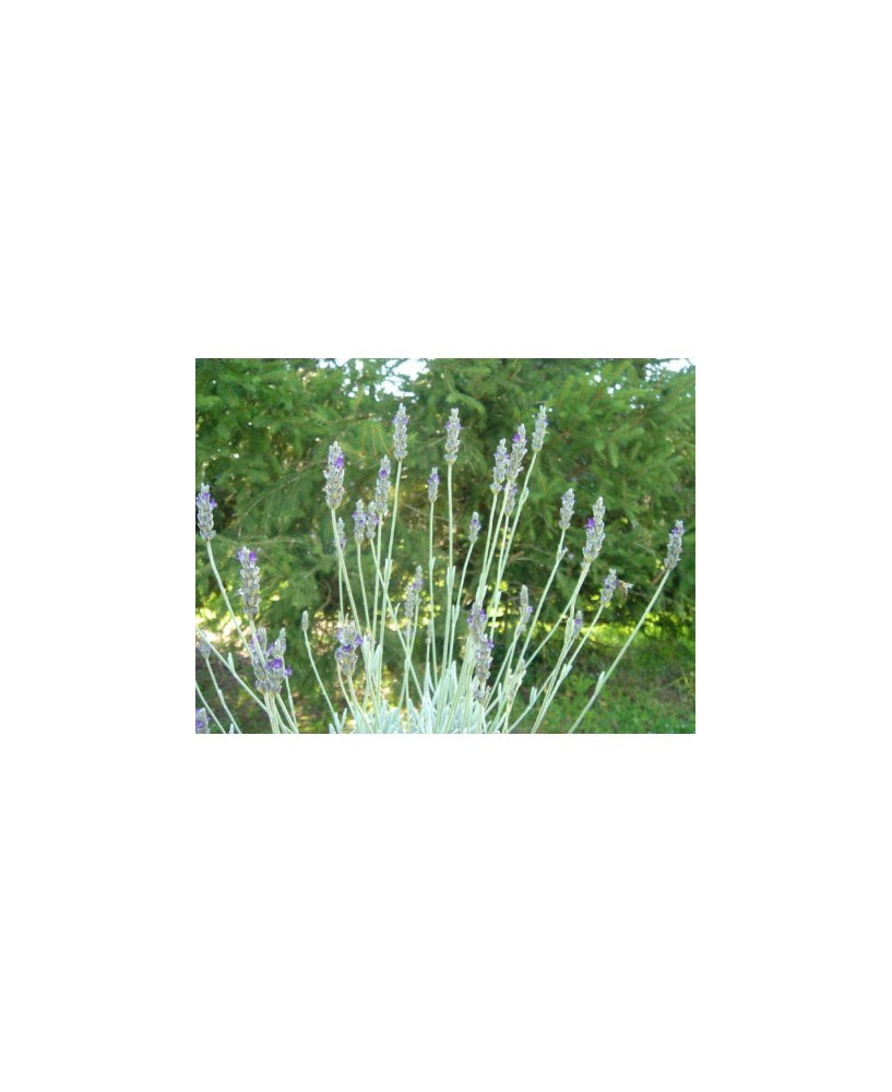 Lavanda / Alhucena de Andalucía