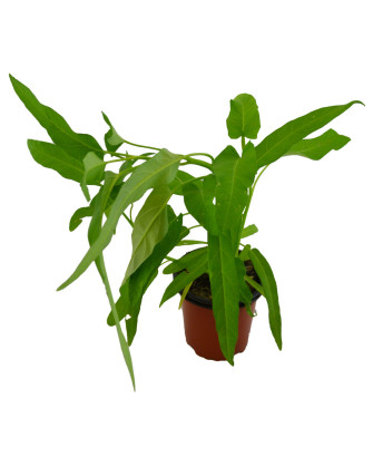 Espinaca de agua kang kong