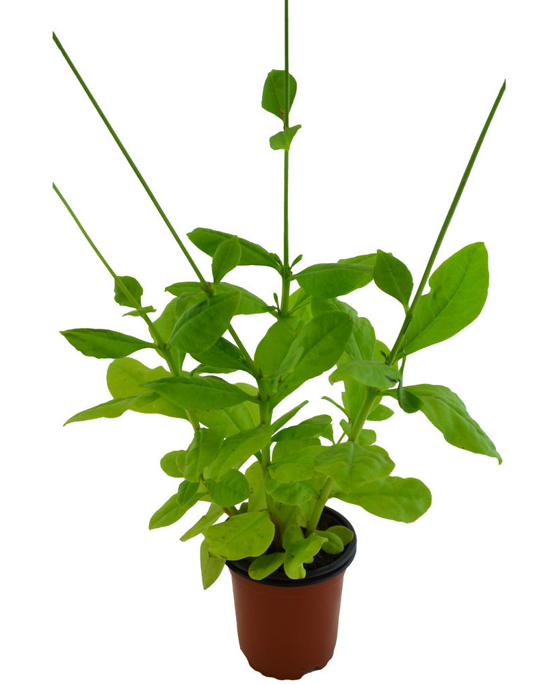 Espinaca de Filipinas