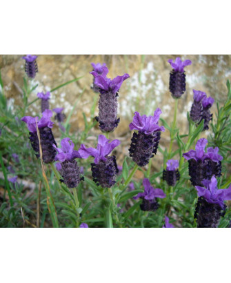 Lavanda / Tomillo borriquero