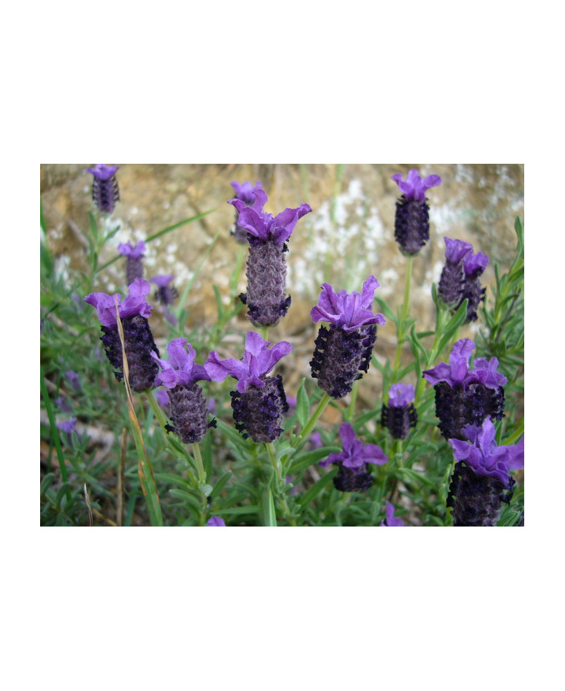Lavanda / Tomillo borriquero