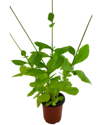 Espinaca de Filipinas