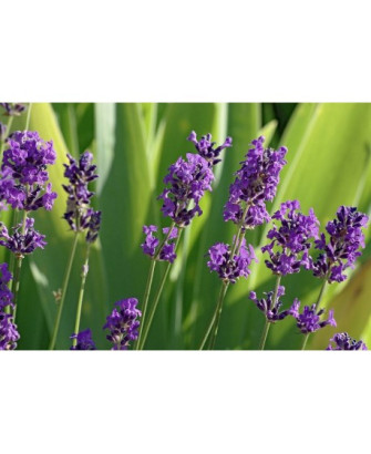 Lavanda Angustifolia