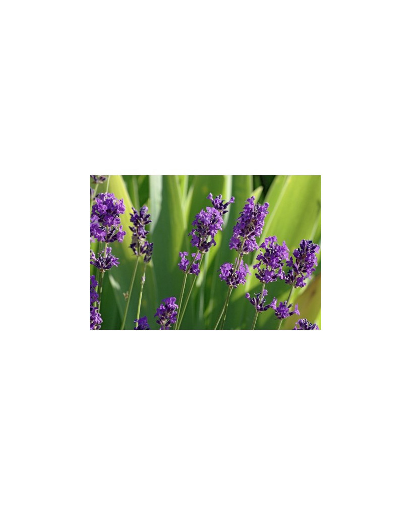Lavanda Angustifolia