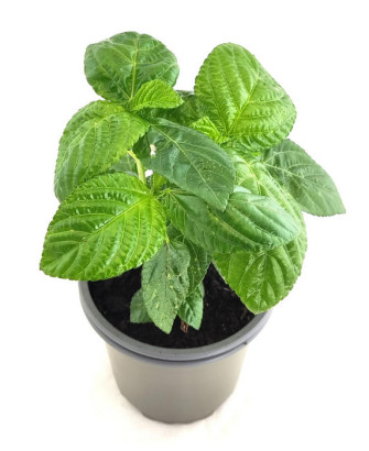 Espinaca del Líbano