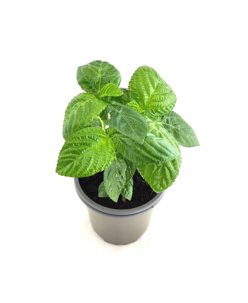 Espinaca del Líbano