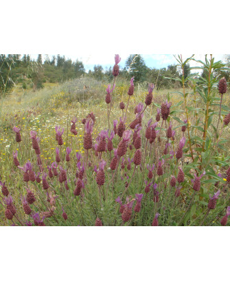Lavanda Cantueso