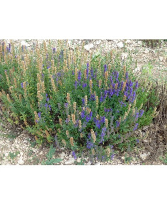 Lavanda Latifolia
