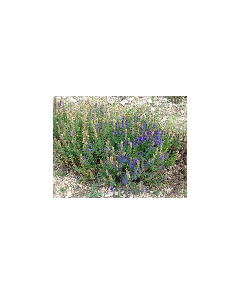 Lavanda Latifolia