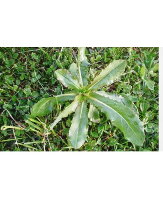Lechuga silvestre