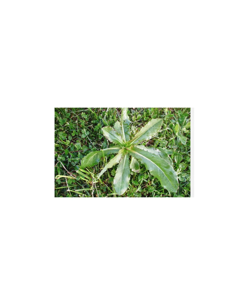 Lechuga silvestre