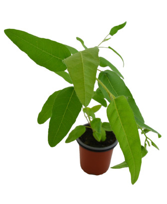 Eucalipto limón