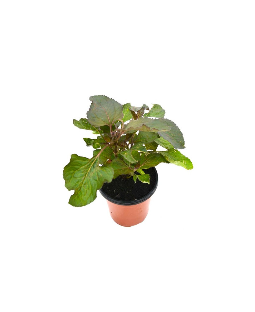 Flor eléctrica