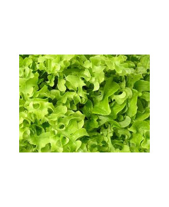 Lechuga hoja de roble verde