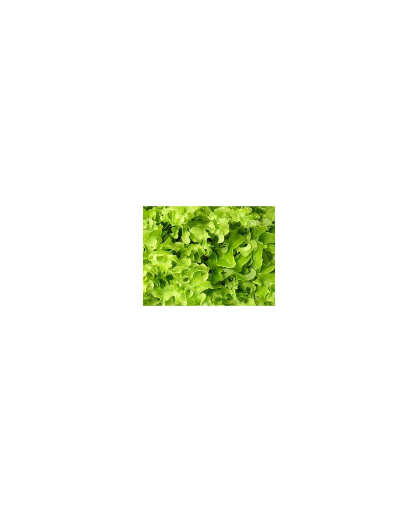 Lechuga hoja de roble verde