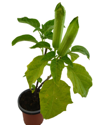 Floripondio amarillo perenne