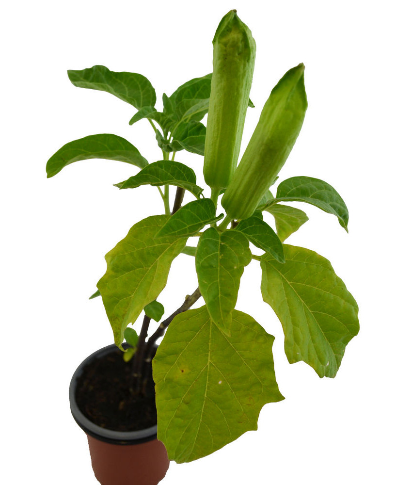Floripondio amarillo perenne