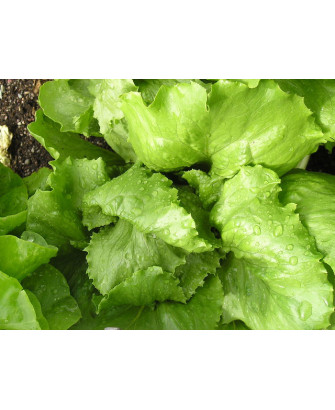 Lechuga maravilla Conca