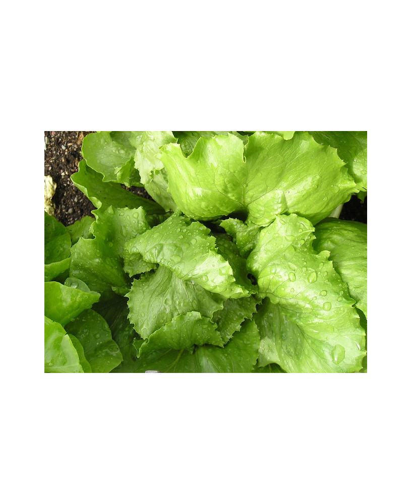 Lechuga maravilla Conca