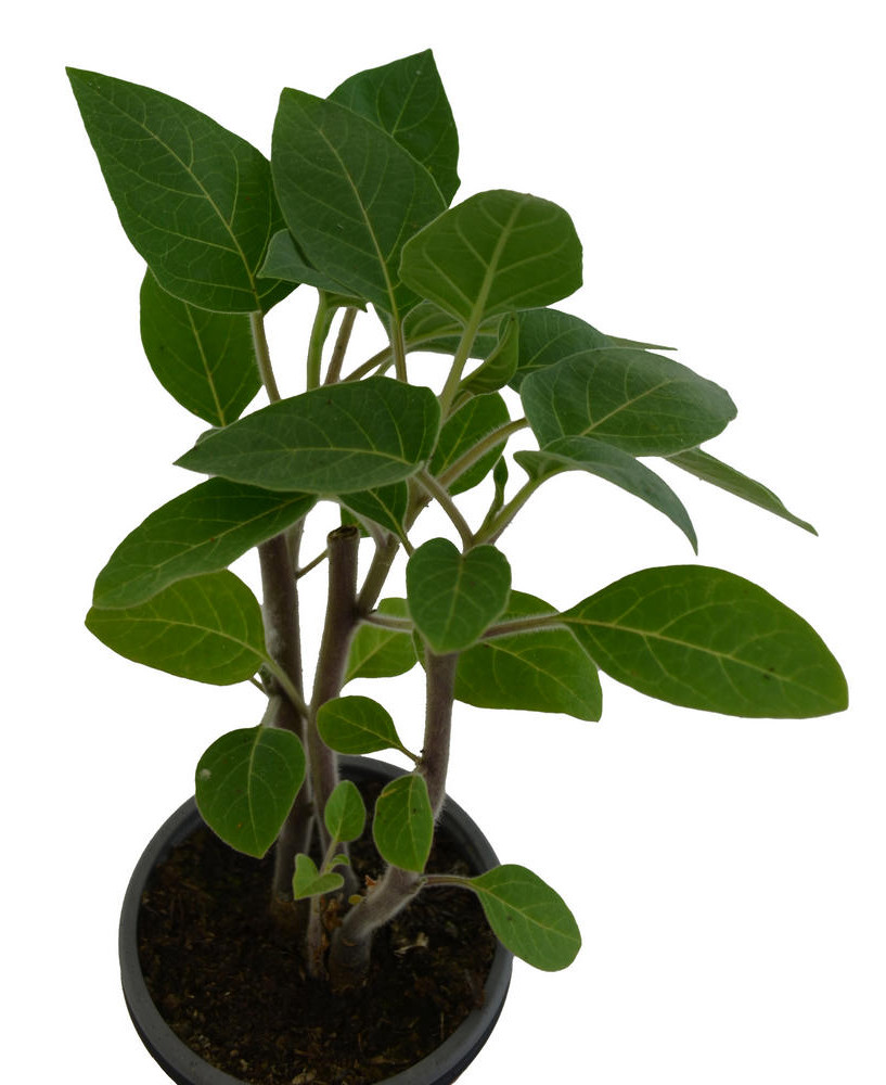 Floripondio blanco perenne