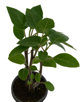 Floripondio blanco perenne