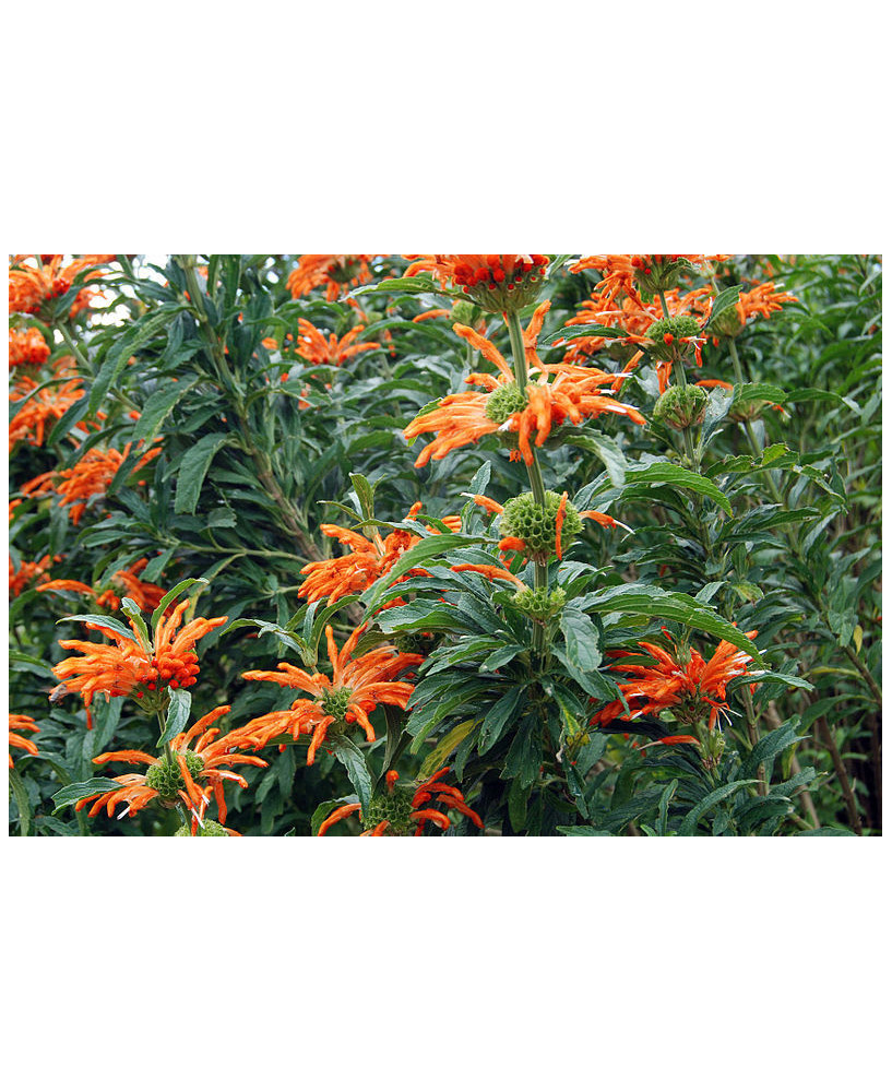 Cola de león nepetifolia