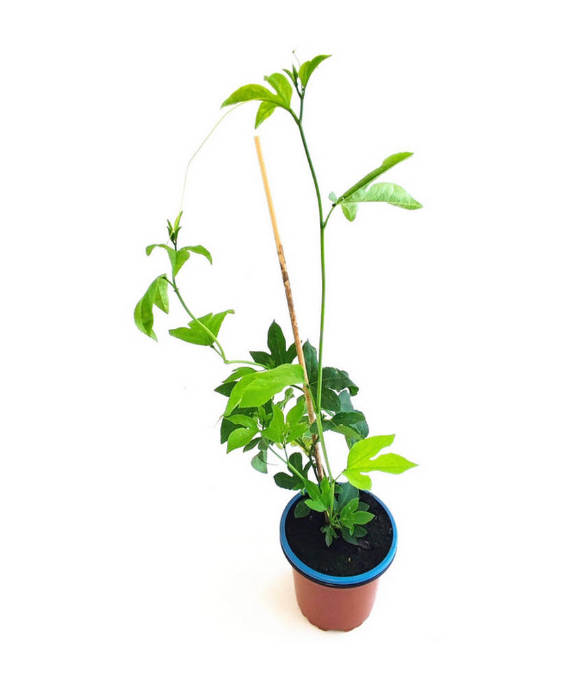 Flor de la pasión