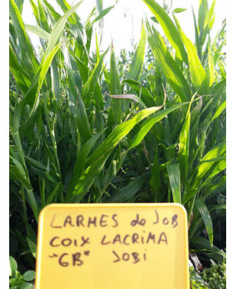 Lágrimas de Jos o Moises