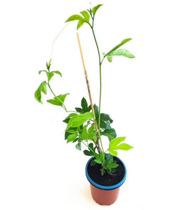 Flor de la pasión