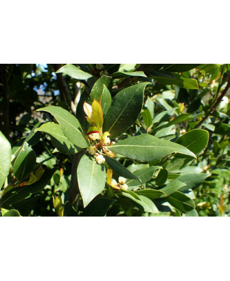 Cola de león leonorus