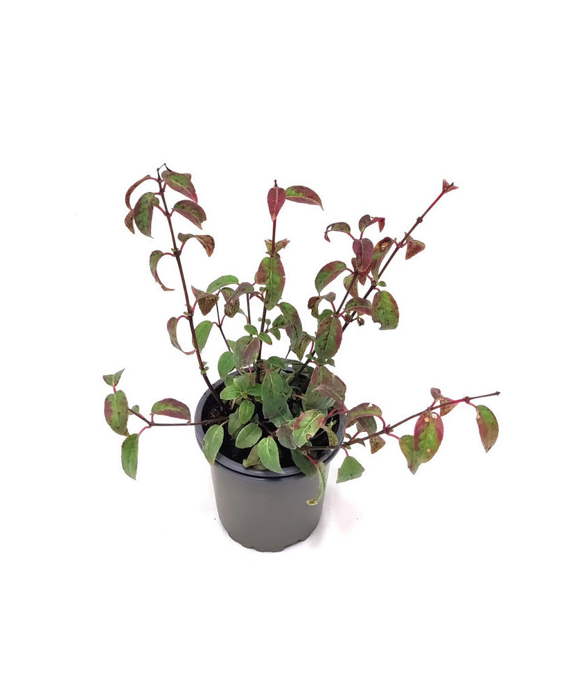 Fucsia rojo / blanco