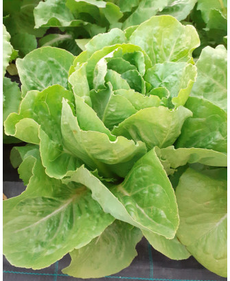 Lechuga oreja de mulo