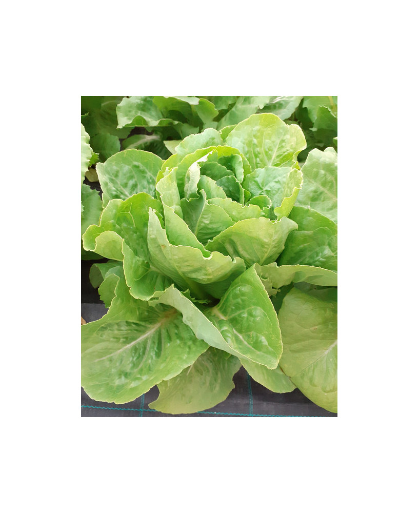 Lechuga oreja de mulo