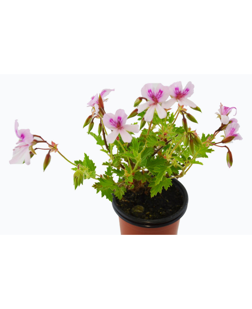 Geranio anti mosquitos