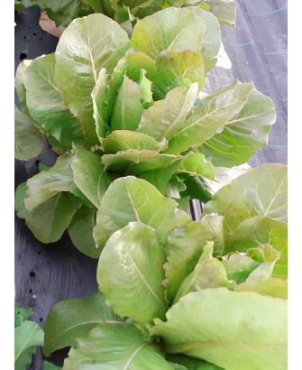 Lechuga romana roja